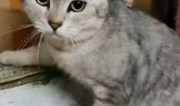 猫咪短视频网站,猫咪短视频网站带你领略萌宠风采